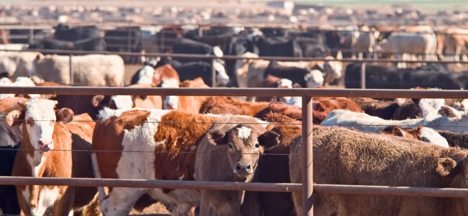 cattle-have-numerous-impacts-on-earth’s-climate-and-natural-environments,-despite-misconceptions