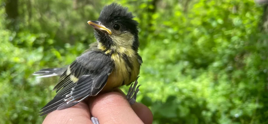 extreme-weather-is-hitting-baby-birds-hard-in-a-60-year-study