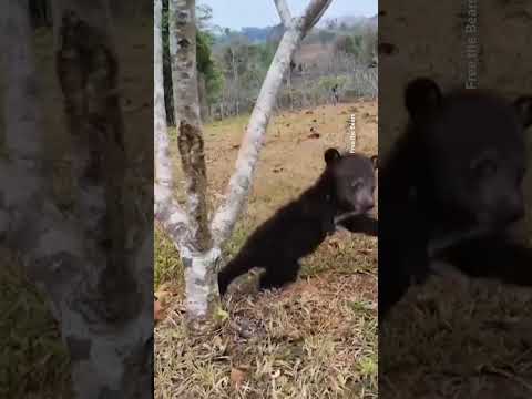two-bear-cubs-rescued-from-illegal-laos-wildlife-trade