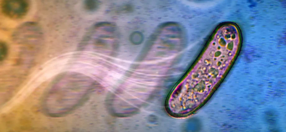 the-surprising-new-ways-bacteria-spread-without-propellers