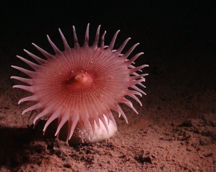 countries-are-negotiating-rules-to-mine-the-deep-sea-the-us.-is-pushing-ahead-alone