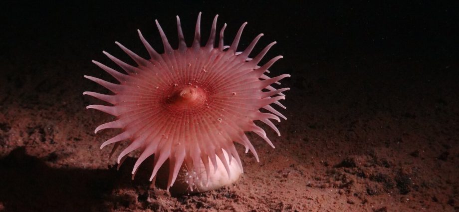 countries-are-negotiating-rules-to-mine-the-deep-sea-the-us.-is-pushing-ahead-alone