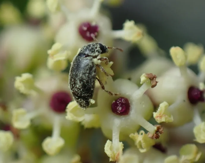 scientists-discovered-a-secret-deal-between-a-plant-and-beetles