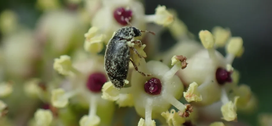 scientists-discovered-a-secret-deal-between-a-plant-and-beetles