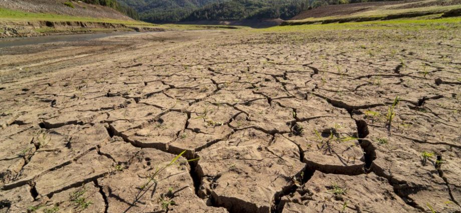 Can species evolve fast enough to survive as the planet heats up?