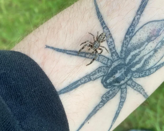 scared-of-spiders?-scientists-say-the-real-nightmare-is-losing-them