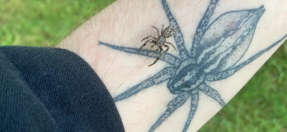 scared-of-spiders?-scientists-say-the-real-nightmare-is-losing-them