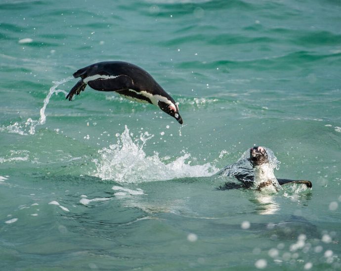 big-moves-in-linux-filesystems-as-new-bcachefs-lands-and-kde-adds-support-for-apple’s-apfs