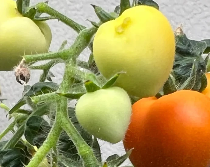 crops-irrigated-with-wastewater-store-drugs-in-their-leaves