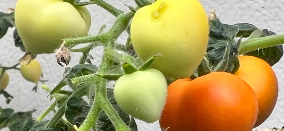 crops-irrigated-with-wastewater-store-drugs-in-their-leaves