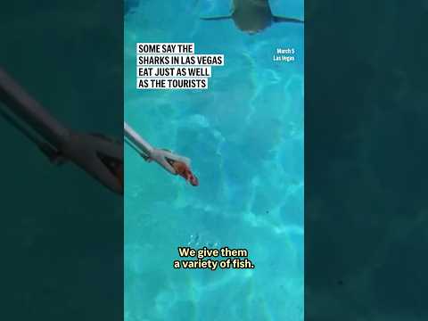 some-say-the-sharks-in-las-vegas-eat-just-as-well-as-the-tourists
