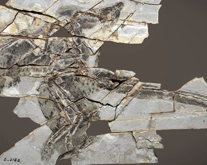 these-dinosaurs-had-wings-but-couldn’t-fly