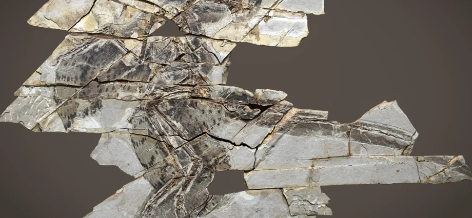 these-dinosaurs-had-wings-but-couldn’t-fly