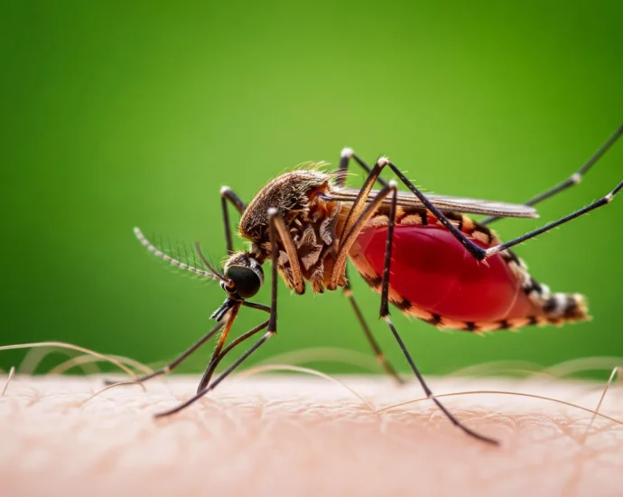 scientists-discover-tiny-rocket-engines-inside-malaria-parasites