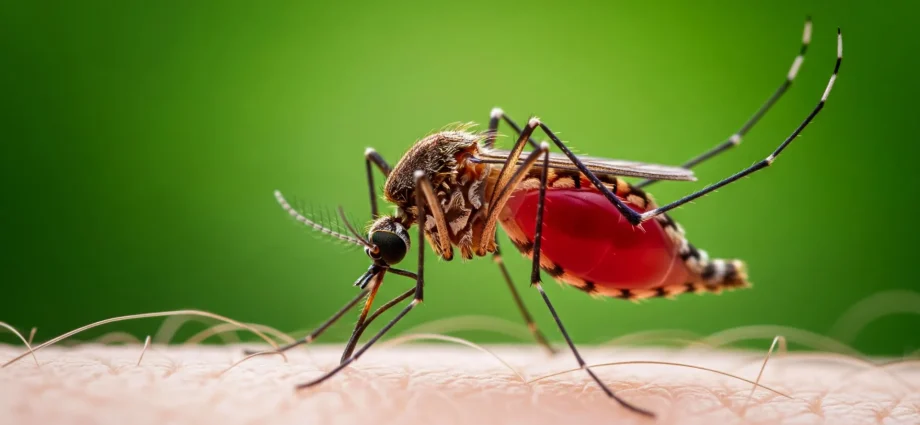 scientists-discover-tiny-rocket-engines-inside-malaria-parasites