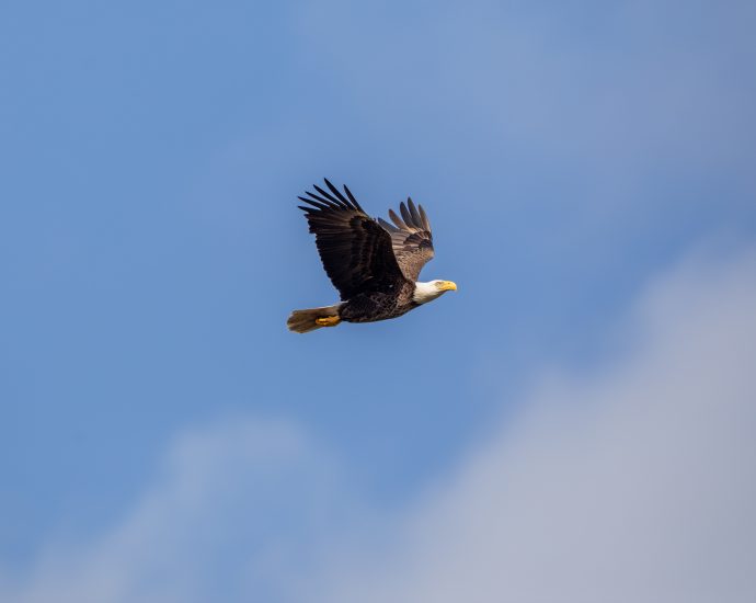 american-bald-eagle-at-nasa’s-kennedy-space-center