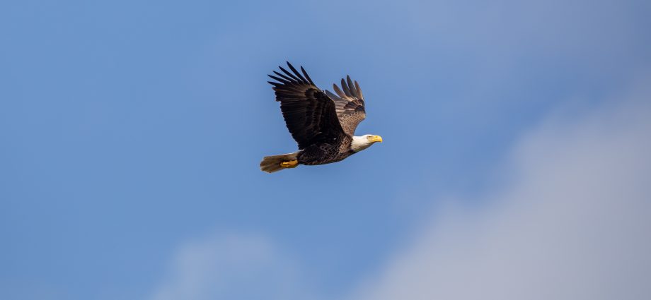 american-bald-eagle-at-nasa’s-kennedy-space-center