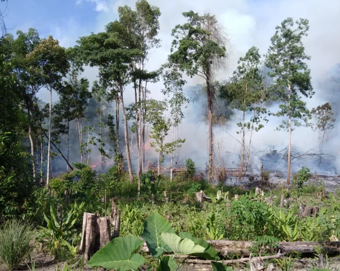 wildfires-in-carbon-rich-tropical-peatlands-hit-2000-year-high
