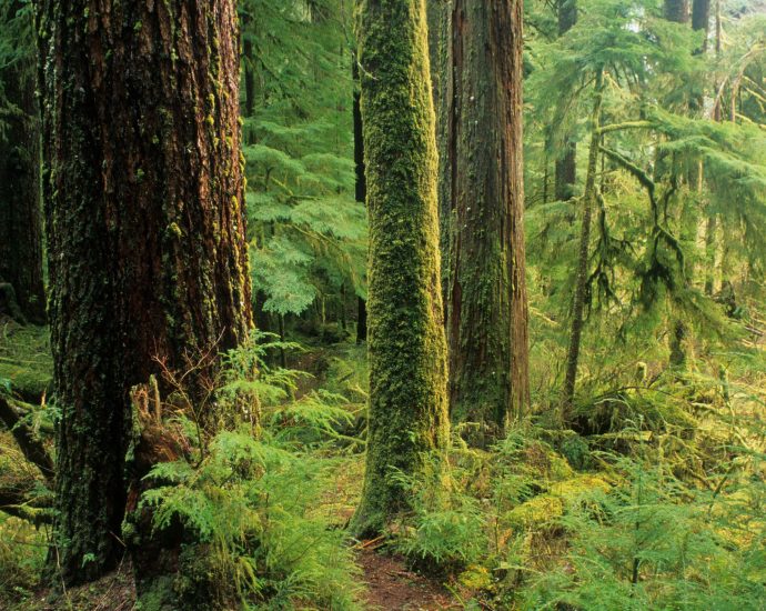 the-blm-wants-to-ramp-up-logging-oregonians-aren’t-so-sure.