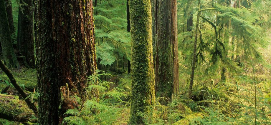 the-blm-wants-to-ramp-up-logging-oregonians-aren’t-so-sure.