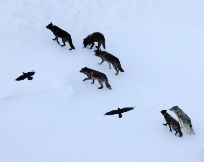 scientists-thought-ravens-followed-wolves.-they-were-wrong