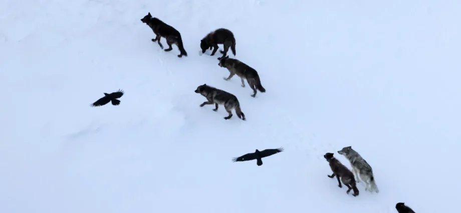scientists-thought-ravens-followed-wolves.-they-were-wrong