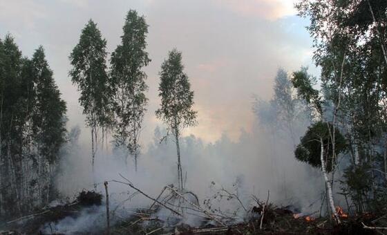 forests-are-more-than-a-resource:-how-belarus-protects-its-vital-ecosystem