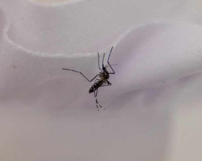 as-mosquitoes-go-year-round-in-la.,-a-promising-fix-hits-a-snag