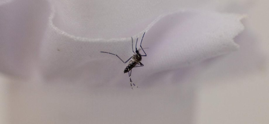 as-mosquitoes-go-year-round-in-la.,-a-promising-fix-hits-a-snag
