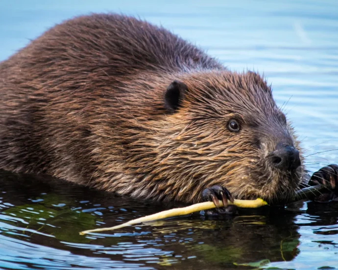 beavers-are-turning-rivers-into-powerful-carbon-sinks