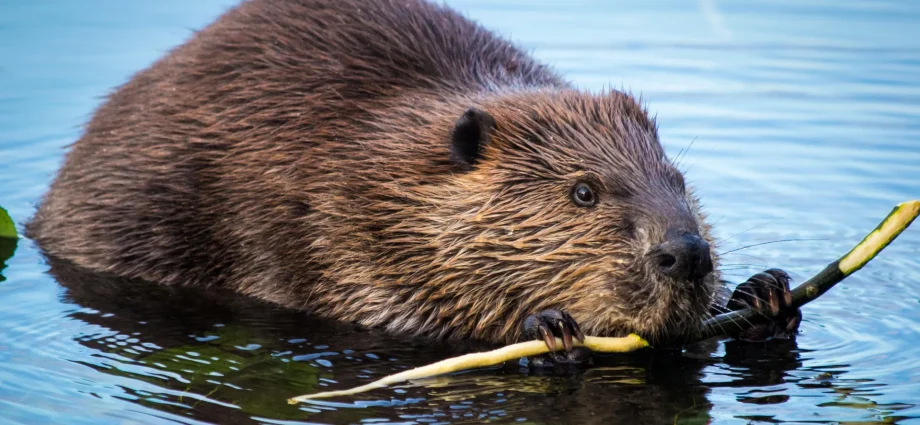 beavers-are-turning-rivers-into-powerful-carbon-sinks