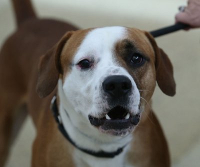 study:-long-term-use-of-cbd-supplements-lowers-aggression-in-dogs