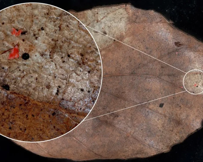 microplastics-are-falling-from-the-sky-and-polluting-forests