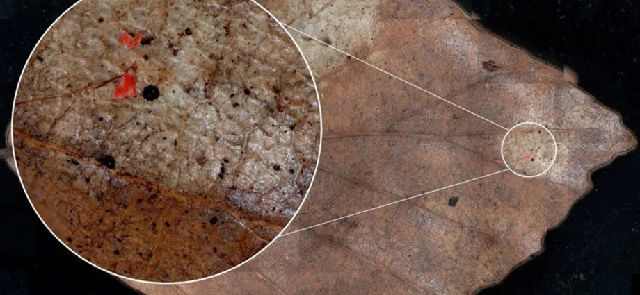 microplastics-are-falling-from-the-sky-and-polluting-forests