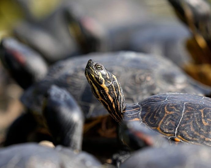 1,500-amazonian-turtles-released-in-brazil’s-rio-negro