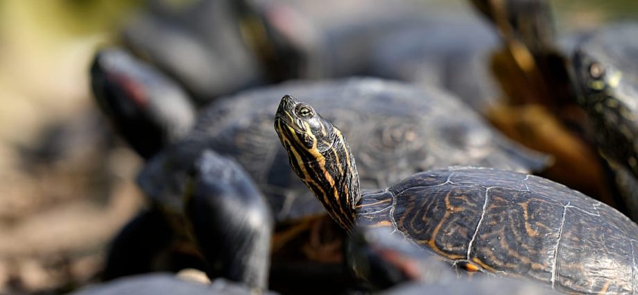 1,500-amazonian-turtles-released-in-brazil’s-rio-negro