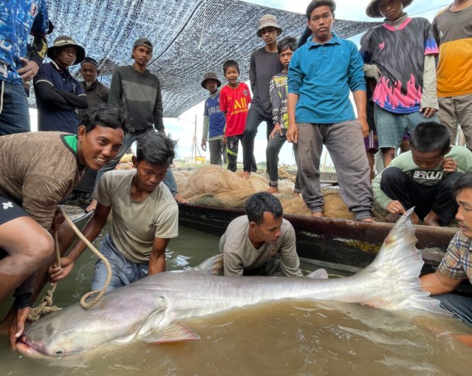 earth’s-greatest-underwater-migrations-are-disappearing