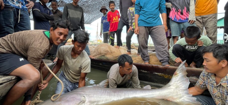 earth’s-greatest-underwater-migrations-are-disappearing