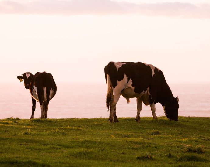 in-major-reversal,-interior-allows-top-official-with-close-industry-ties-to-work-on-grazing-policy