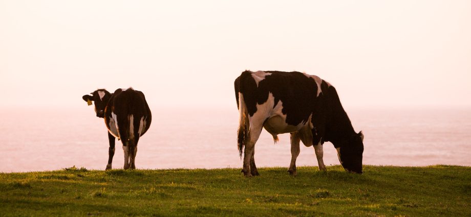 in-major-reversal,-interior-allows-top-official-with-close-industry-ties-to-work-on-grazing-policy