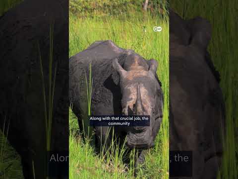 uganda-reintroduces-white-rhinos-into-the-wild-|-dw-news