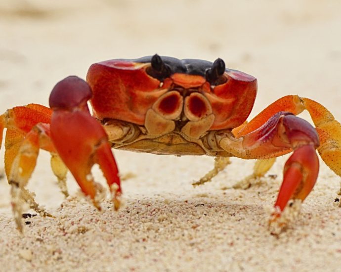 scientists-discover-rare-intersex-crab-with-male-and-female-features