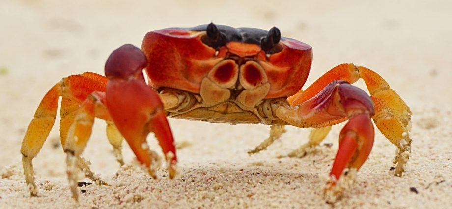 scientists-discover-rare-intersex-crab-with-male-and-female-features