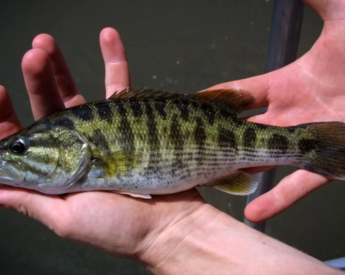 dna-reveals-two-new-bass-species-hidden-in-plain-sight