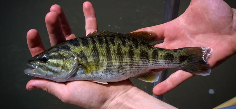 dna-reveals-two-new-bass-species-hidden-in-plain-sight