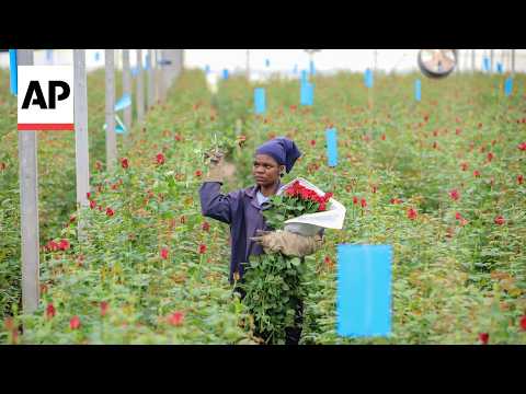 kenya’s-flower-industry-loses-millions-of-dollars-weekly-due-to-iran-war
