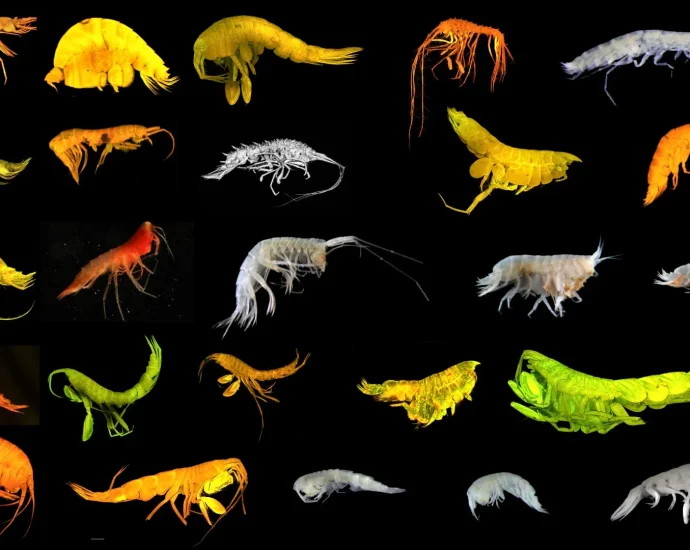 24-new-deep-sea-species-found-including-a-rare-new-branch-of-life