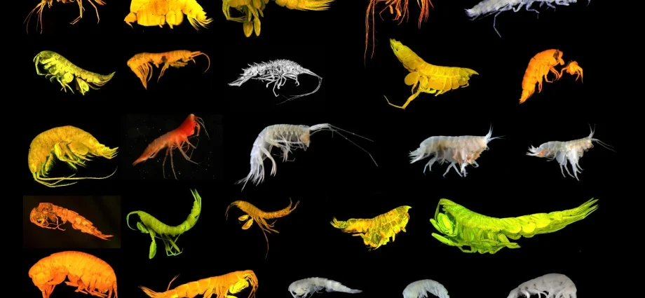 24-new-deep-sea-species-found-including-a-rare-new-branch-of-life