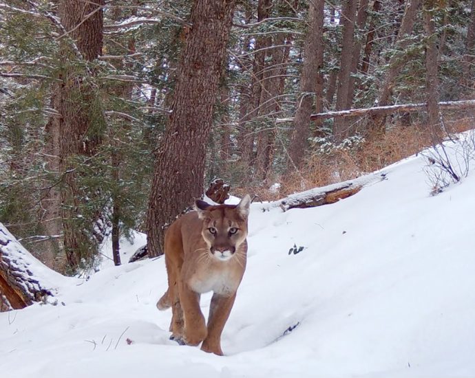 utah’s-new-study-aims-to-kill-‘as-many-cougars-as-possible’