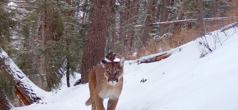 utah’s-new-study-aims-to-kill-‘as-many-cougars-as-possible’